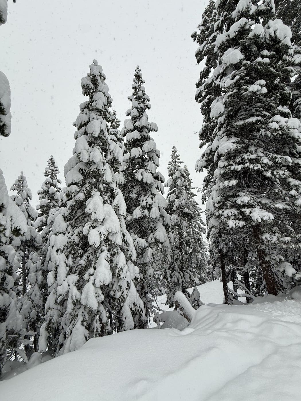 Tall pines heavy with fresh snow during a winter storm